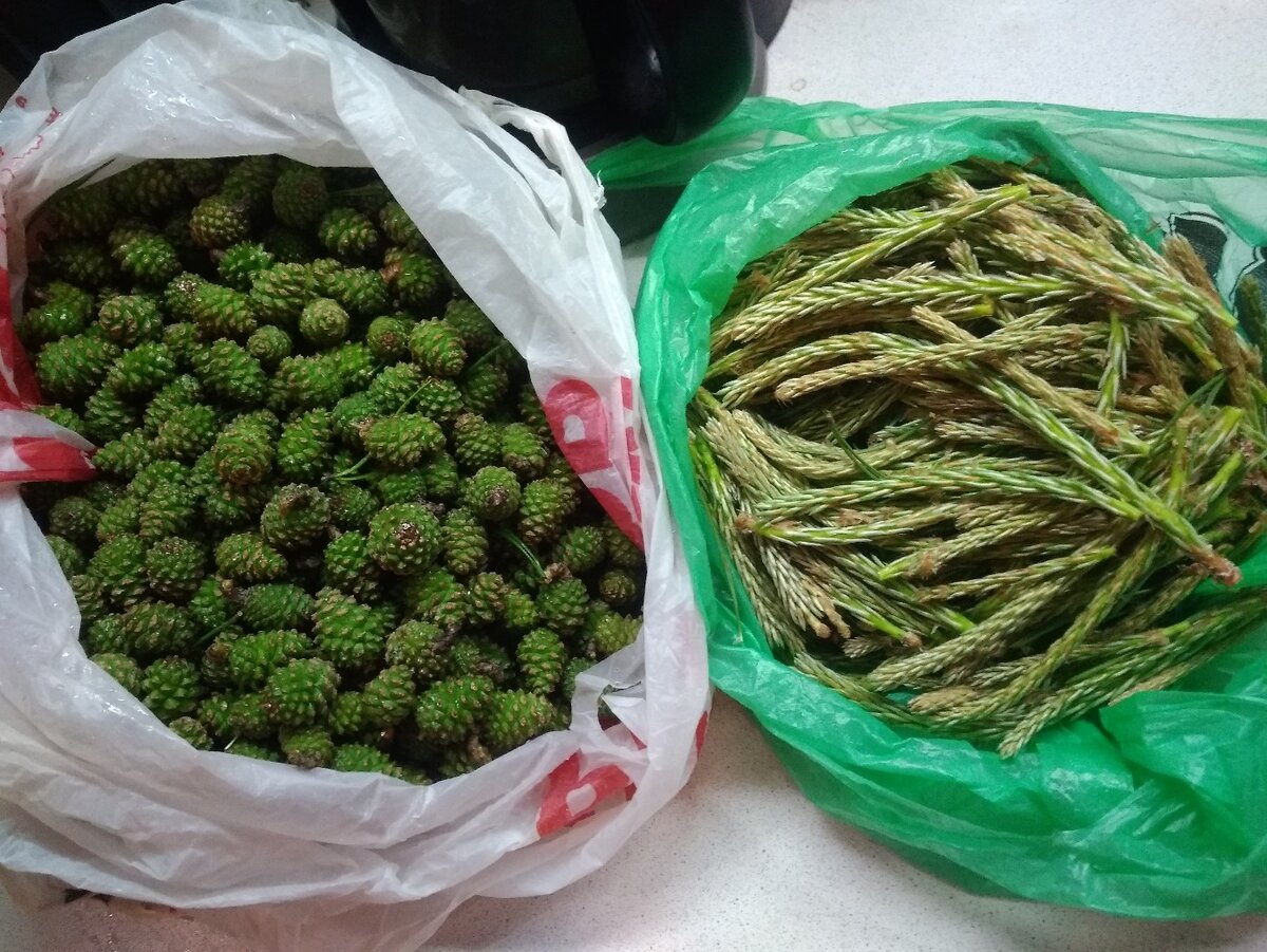 Мой лесной улов