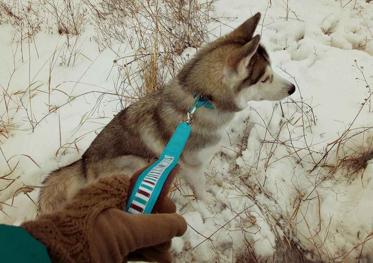 Дизайнерская амуниция, источник: vk.com/easypets