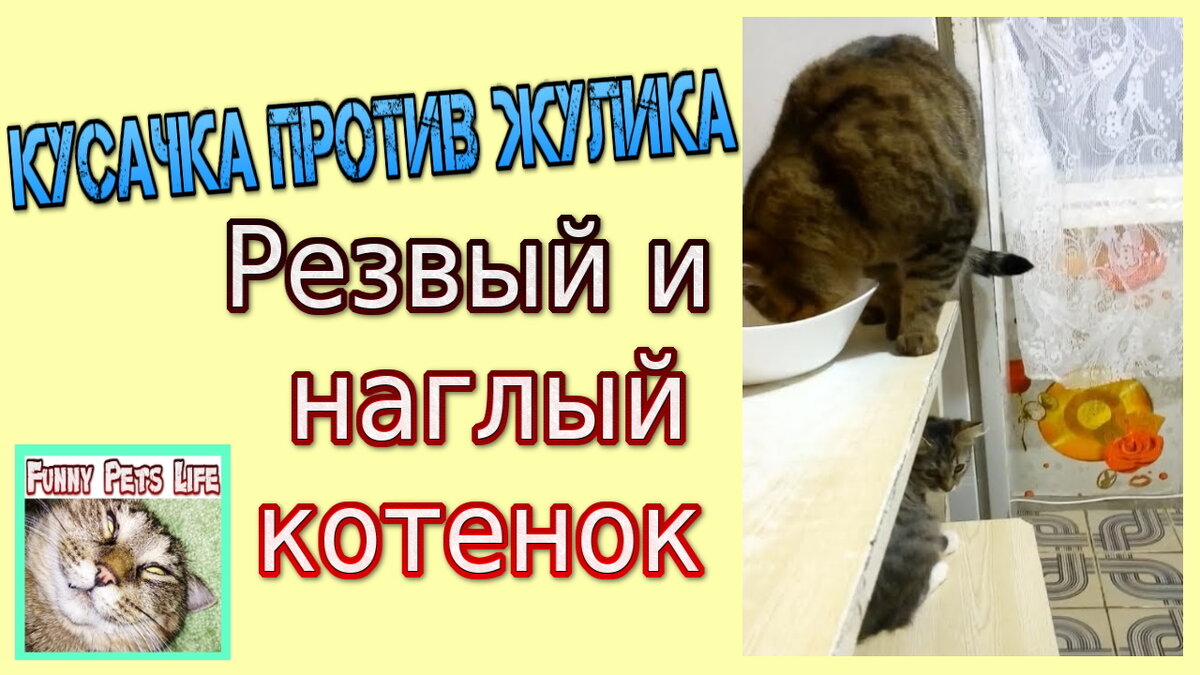 Терпеливый кот))