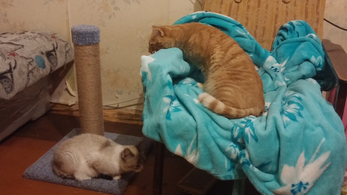 Коту интересно, кто это там объявился на его территории, но подойти и спросить он не торопится.
