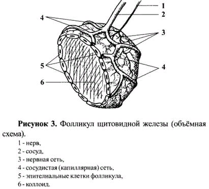 Строение фолликула щитовидной железы. Фолликулы щитовидной железы рисунок. Парафолликулярные клетки щитовидной железы. Капиллярная сеть щитовидной железы.