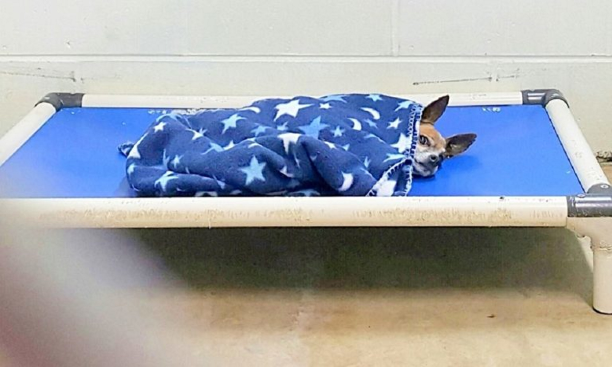 Фото: Scooter's Rescue / Facebook /