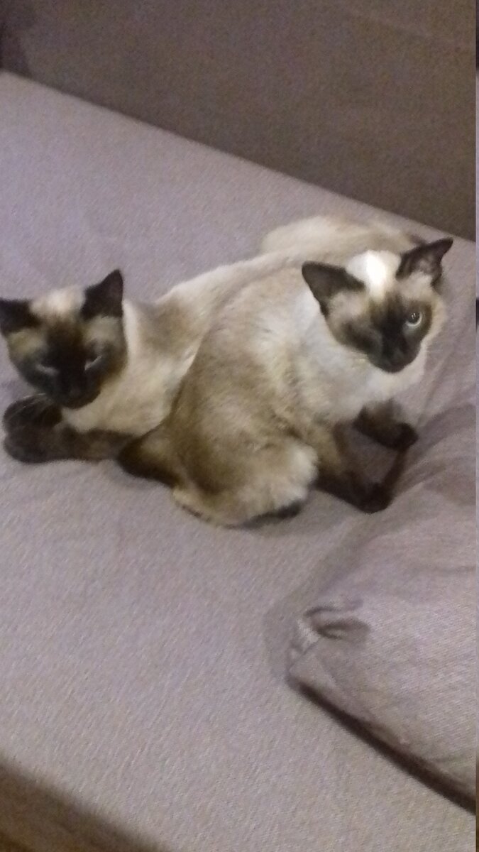 две мои больнушечки в процессе лечения