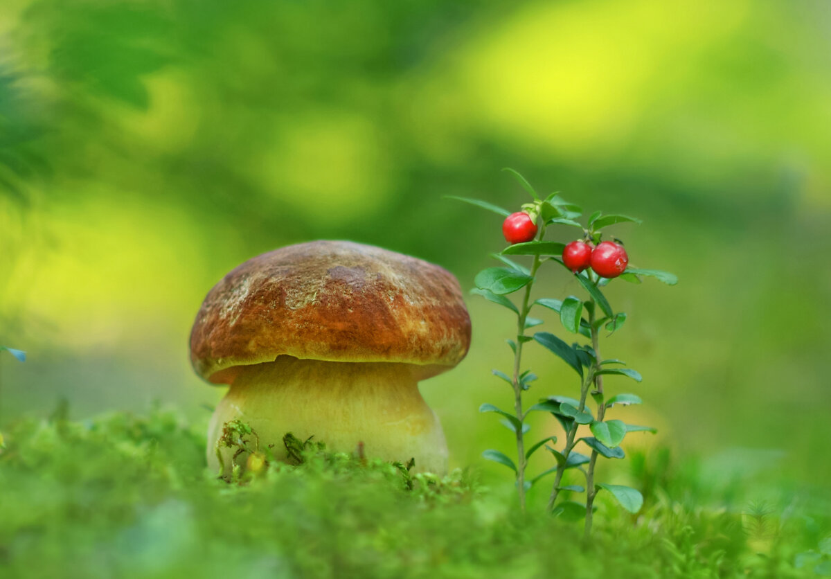 Можно ли худеющему есть грибы?