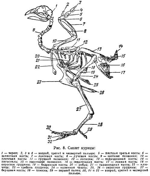 Рассмотрите рисунок напишите названия костей скелета птицы обозначенных цифрами