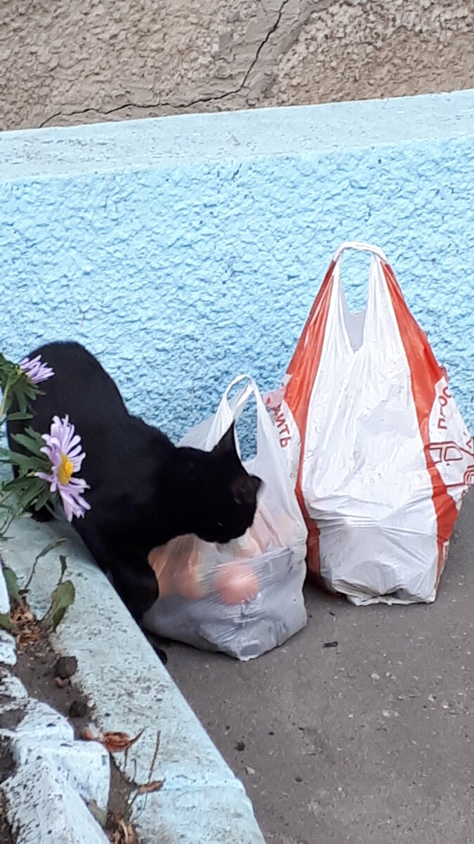 Скотина выясняет, что наша соседка купила на ужин