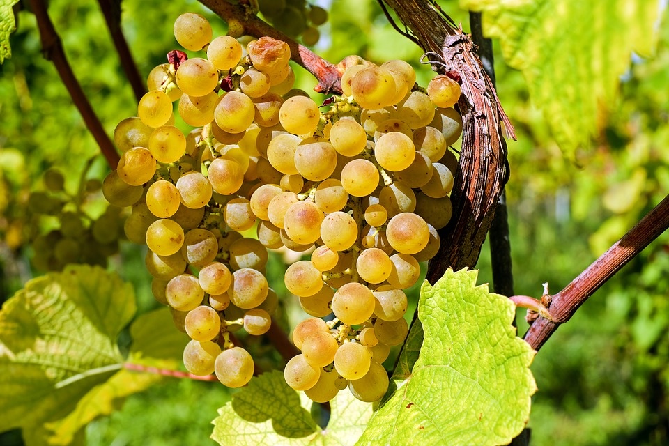 https://pixabay.com/photos/grapes-fruit-gold-table-grapes-2715711/