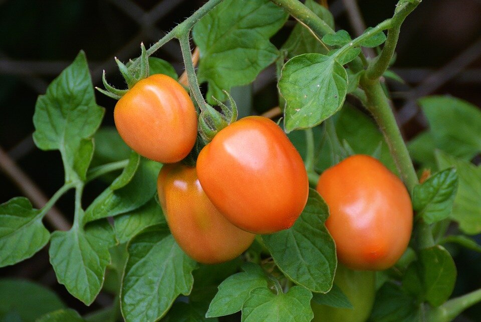 https://cdn.pixabay.com/photo/2016/08/09/17/36/tomatoes-1581204_960_720.jpg