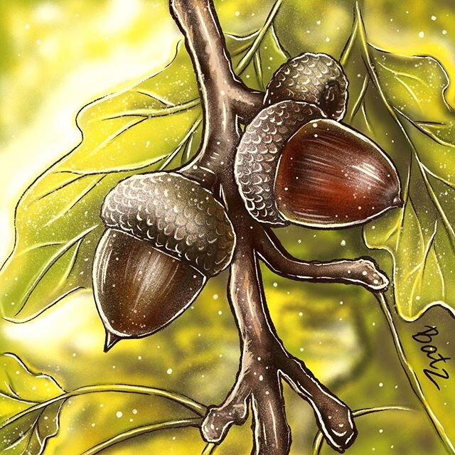 Как нарисовать желуди