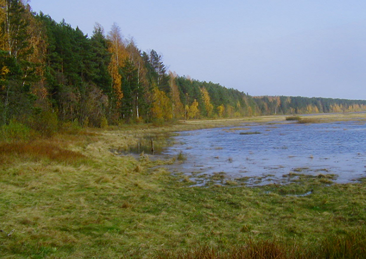 Территория дарвинского заповедника. Дарвинский заповедник Рыбинское водохранилище. Реки Дарвинского заповедника. Весьегонск Дарвинский заповедник. Поселок Борок Дарвинский заповедник.