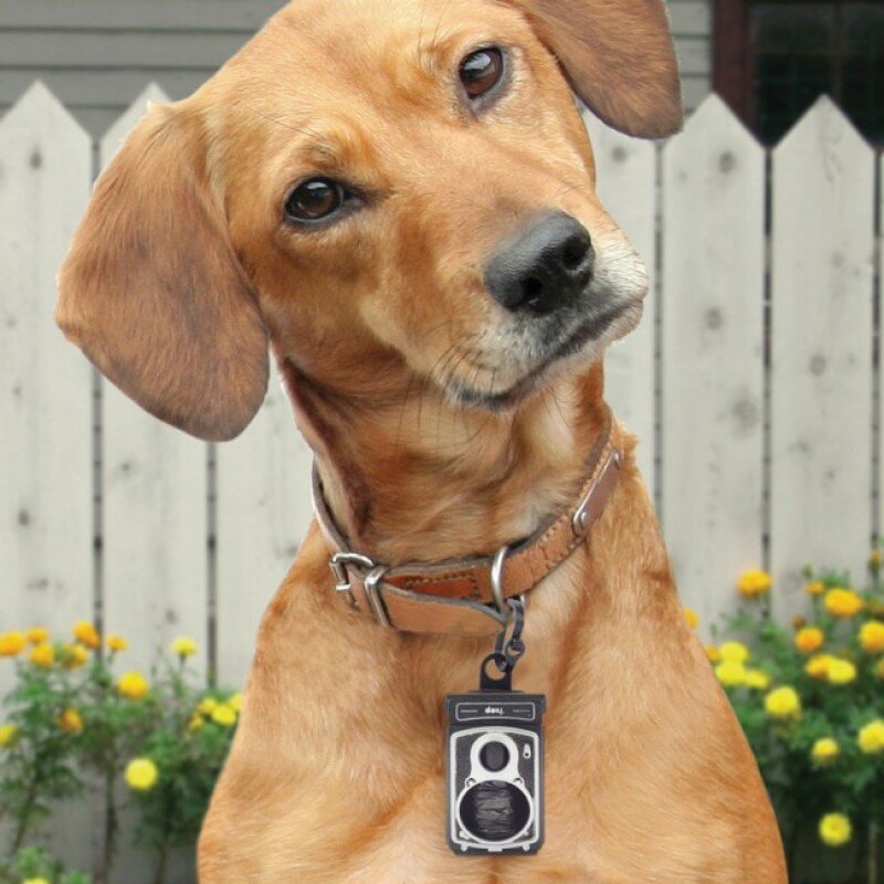 Ошейник для собак своими руками: пошаговая инструкция с фото и видео материалом