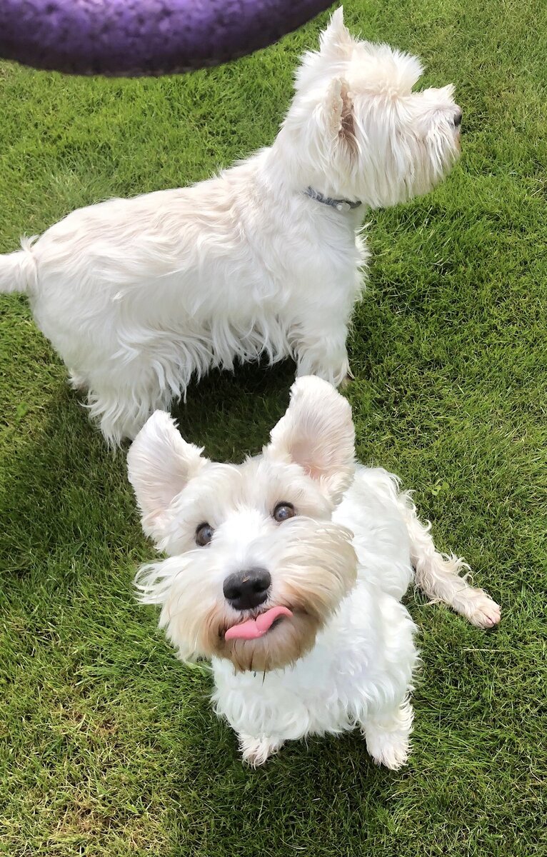 Две наших терьерши: вестик Твигги и силихем Эшли.