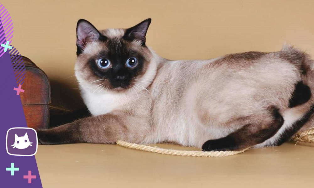 Меконгский бобтейл: описание породы кошек, характер, фото и цена | биржевые-записки.рф