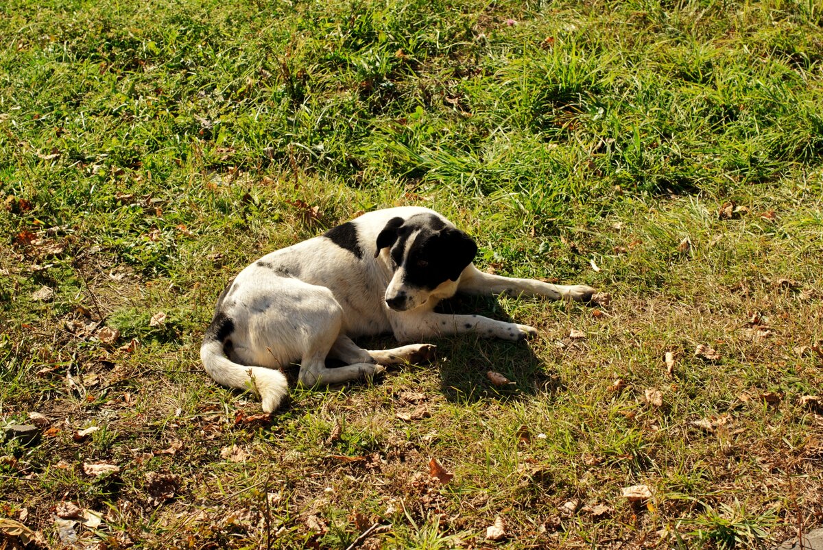 Замечали когда-нибудь, какие интересные расцветки бывают у дворняг?