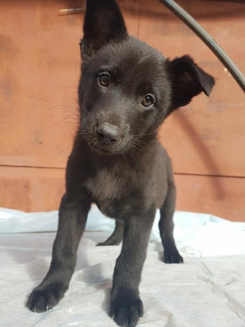 наш волк в 1,5 месяца, фото из объявления