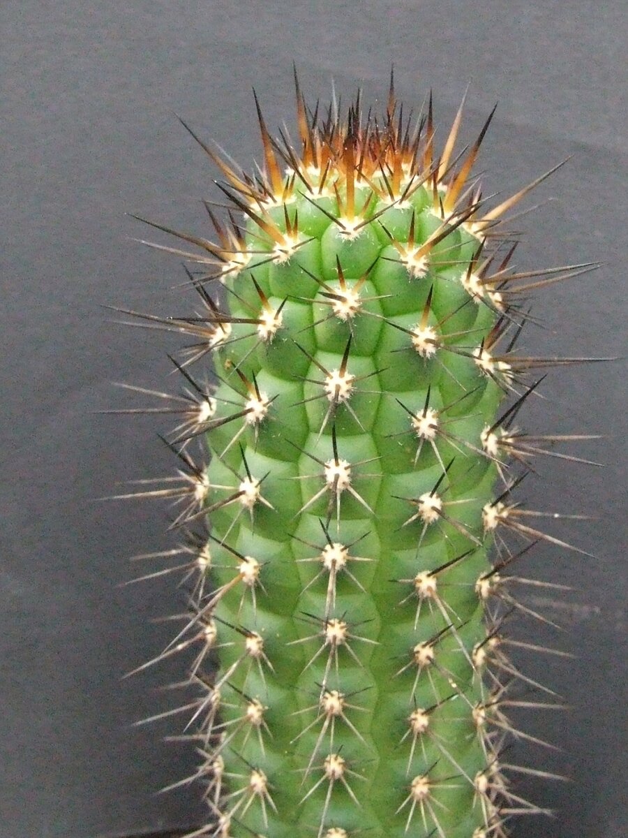 Источник: https://public.fotki.com/Grootscholten/plant-collections/cactussen/c.html