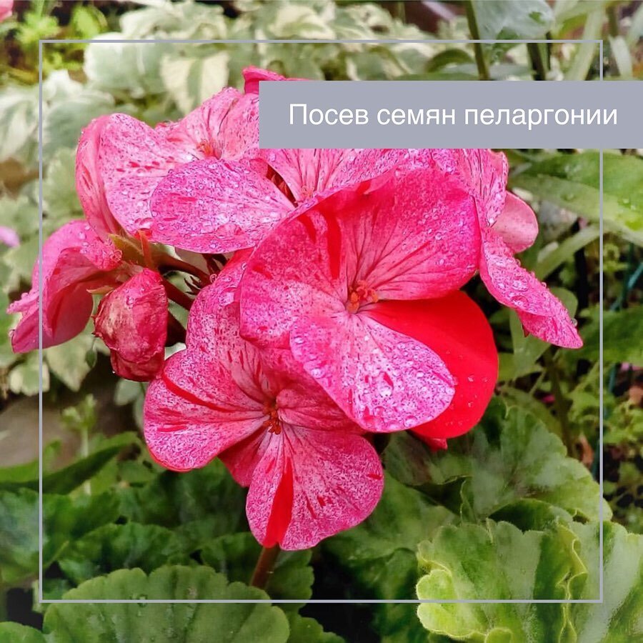 Подготовка и посев семян ПЕЛАРГОНИИ | ВАШ ГИД 🍀 В САД🌹 И ОГОРОД 🍅 | Дзен