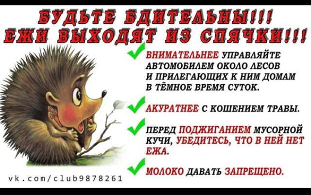 Сообщение о просыпающихся ежах опубликовано группой «Любители лесных ежей» в контакте