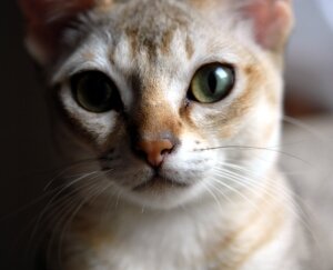 Кошки, коты 
