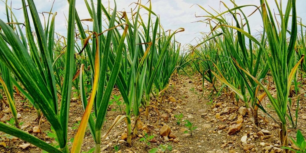 #озимый чеснок 