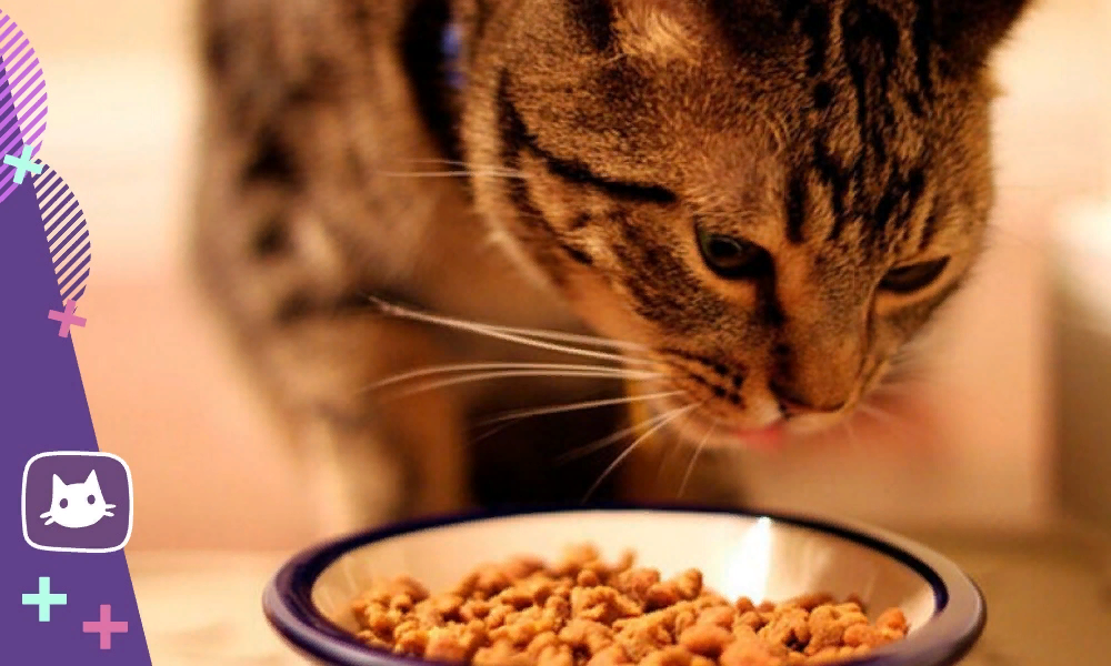 🐱Не вредно ли кормить кошку одним только сухим кормом | Нос, хвост, лапы |  Дзен