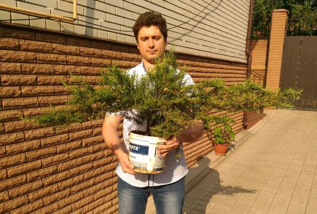автор с выращенным розмарином
