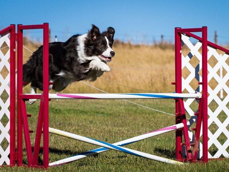 Бордер-колли перепрыгивает барьер                                                                                                                                        https://adogslife.ru/wp-content/uploads/2017/06/Agility-dlya-sobak-prizhok.jpg