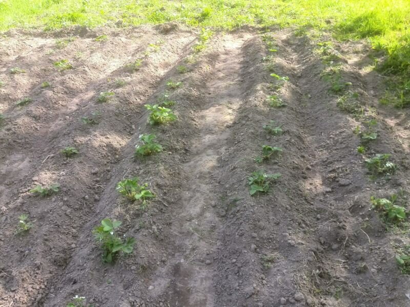 Клубника посажена двухстрочным способом.