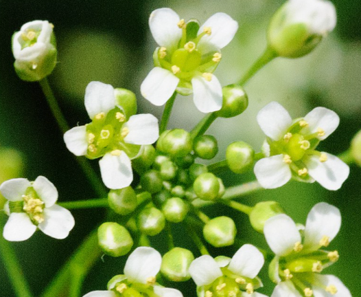 Пастушья сумка обыкновенная