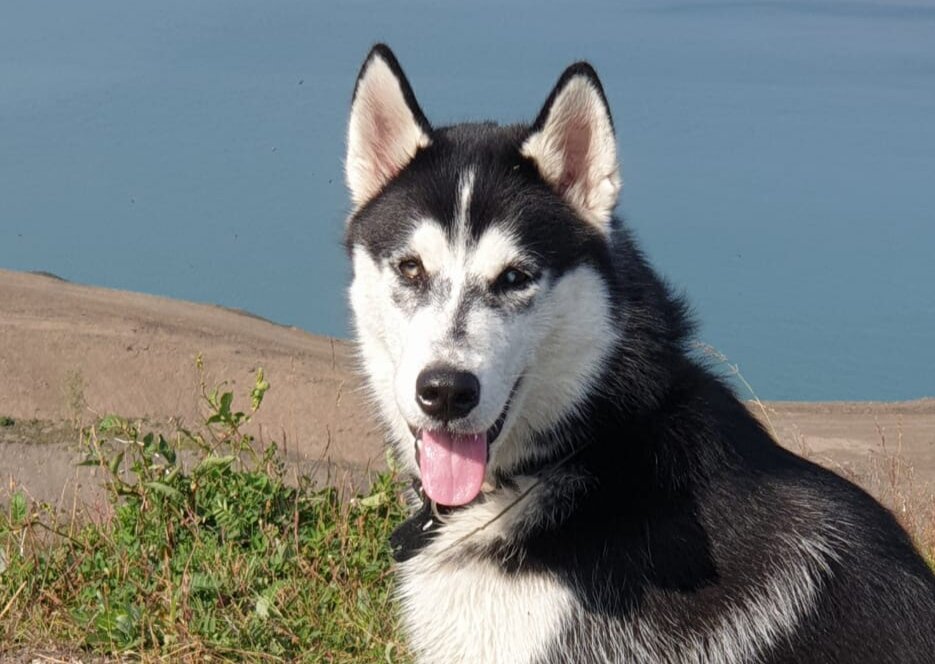 Это Тор. И его хозяйке очень нужна помощь!