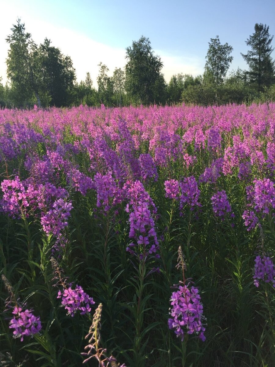 Растение иван чай фото и описание крупным планом