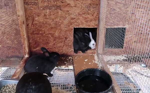 Как делать маточники для кроликов