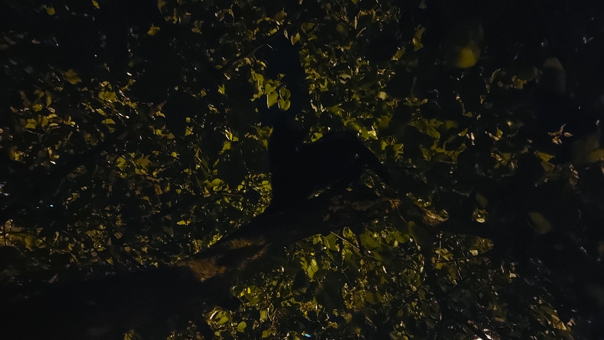 Найди кота))