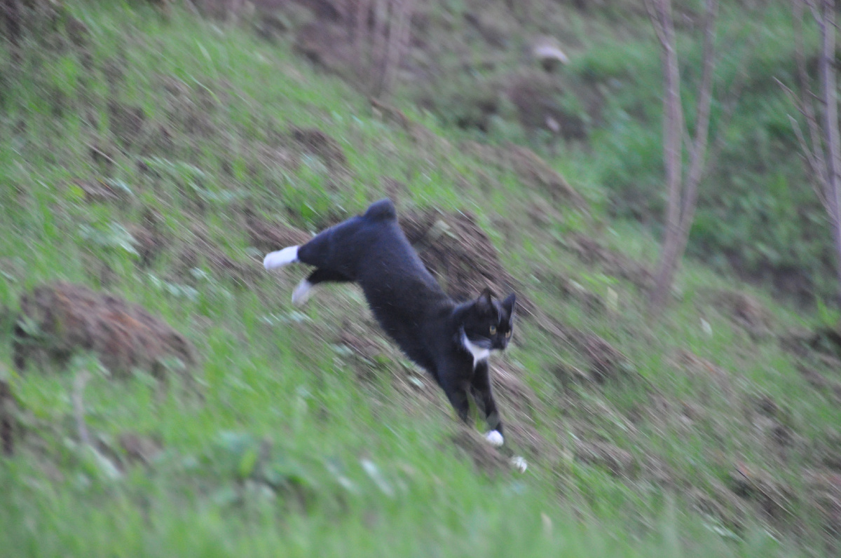 Кот на прогулке