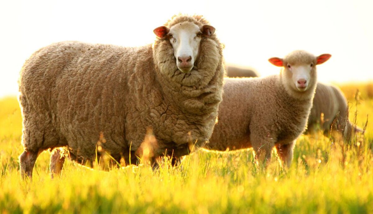                                                          Овца-меринос 