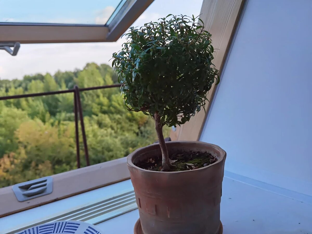 Этому растению года 4