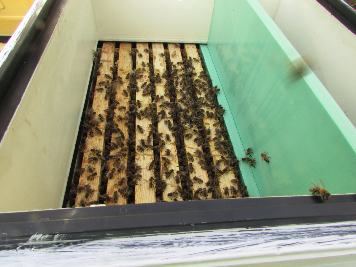 шестирамочная технология в улье биненхаус