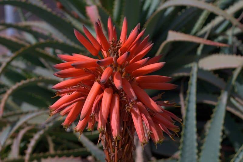 Вот так умеет цвести алоэ