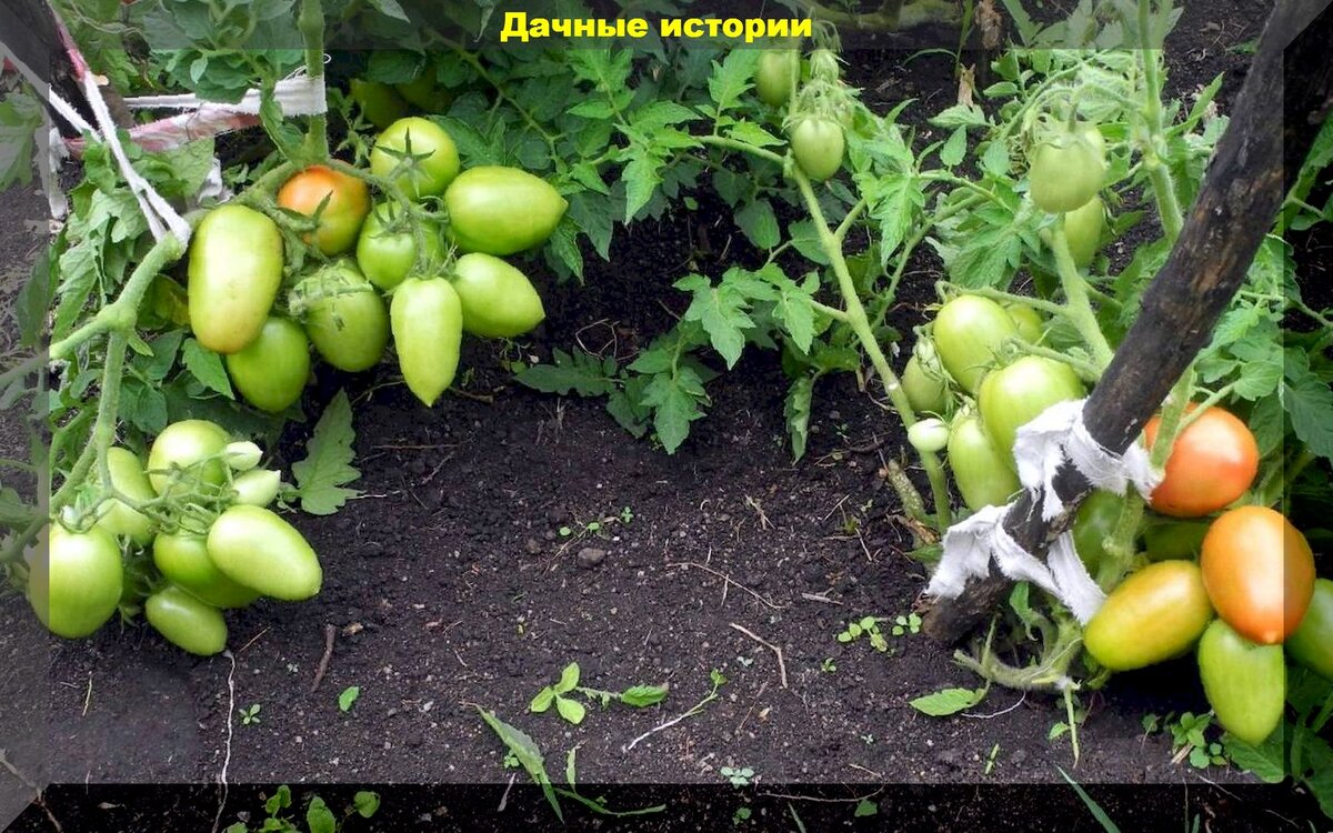https://vk.com/photo-159774511_457249044
