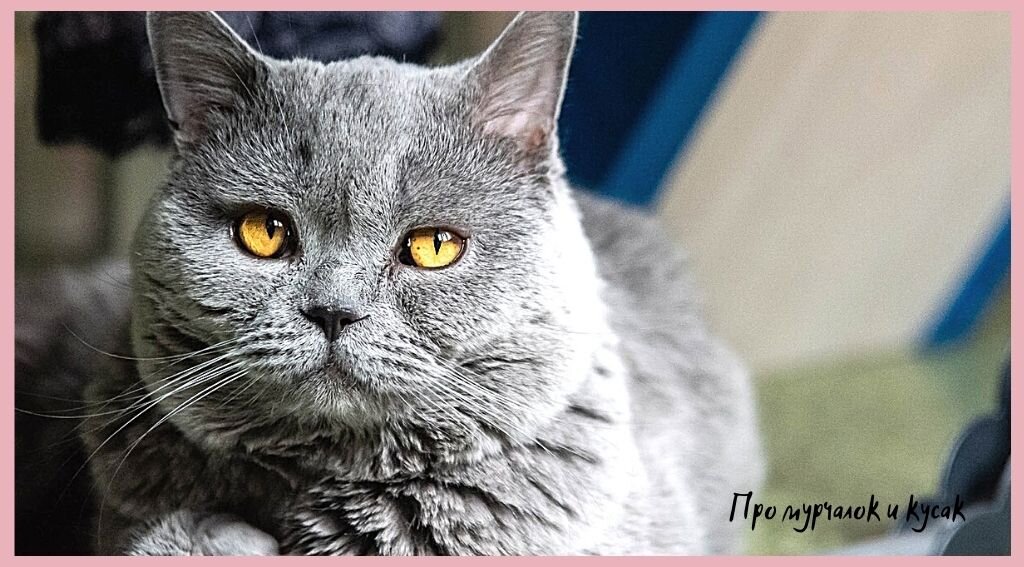 Британский дымчатый