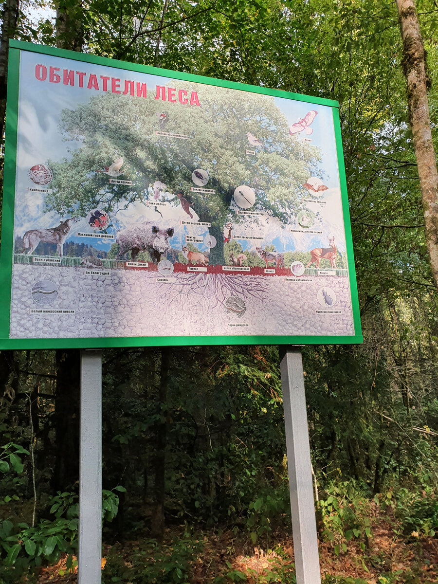 Обитатели леса