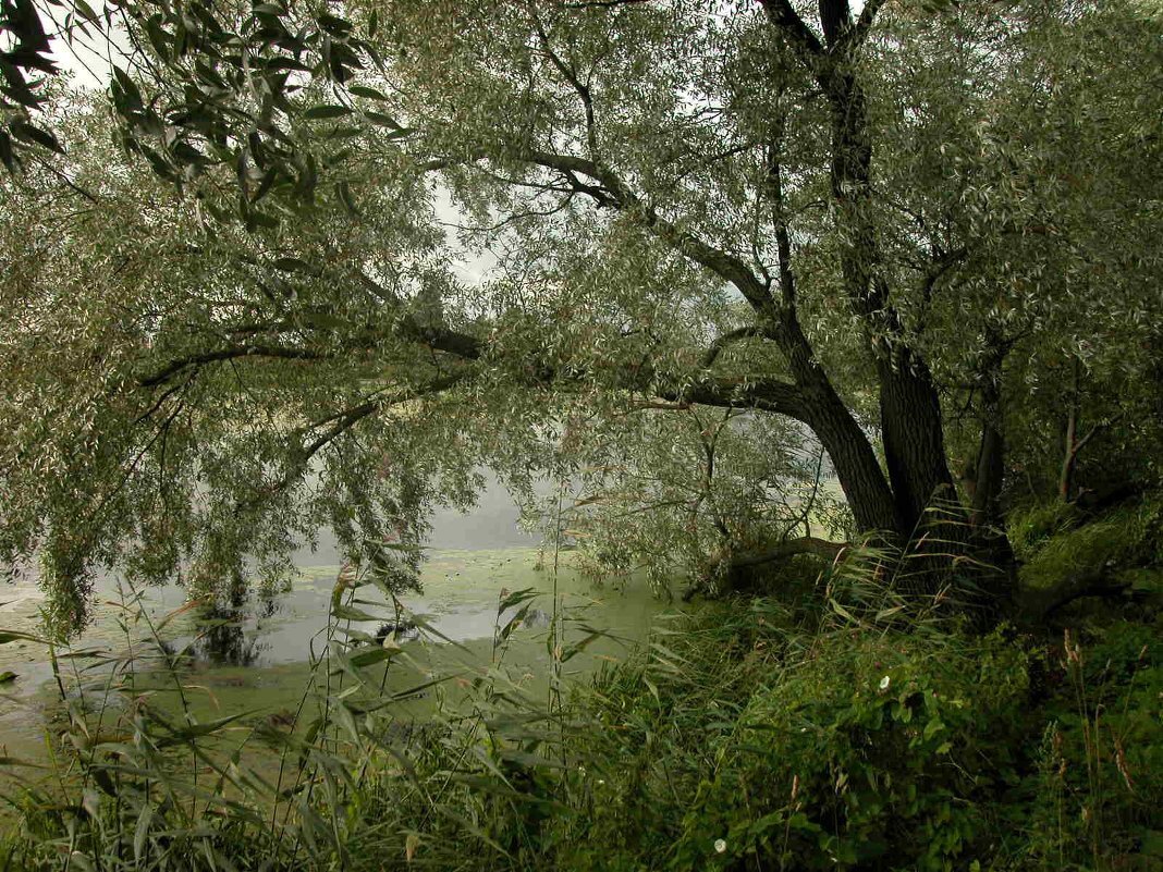 Фото с сайта: http://s4.fotokto.ru