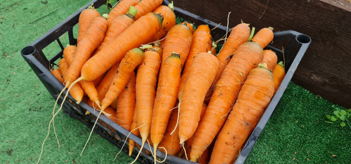 Как использовать в кулинарии ботву моркови – 2 рецепта