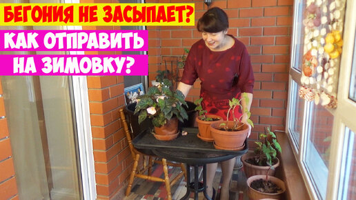 Скачать видео: Как сохранить зимой КЛУБНЕВЫЕ БЕГОНИИ?