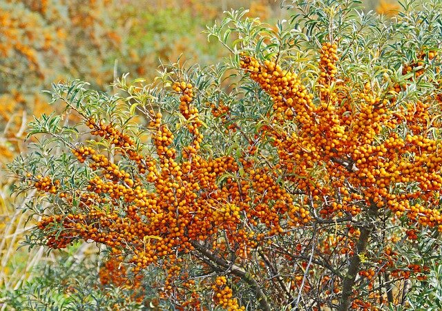 Изображение Эриха Вестендарпа из Pixabay 