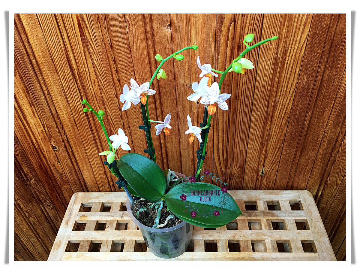 Такие вот, например.