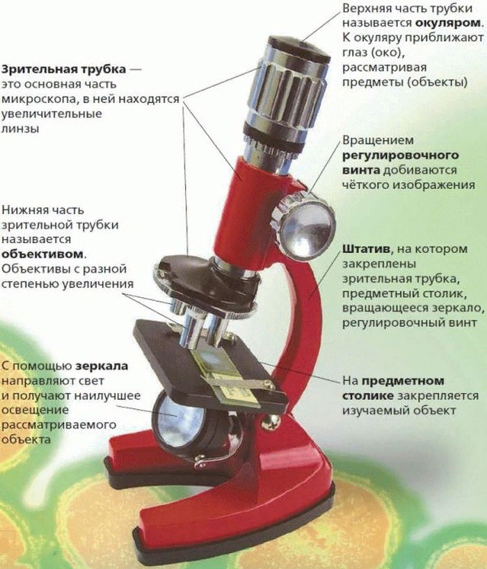 Какую часть работы выполняет объектив. Строение микроскопа биология. Микроскоп части микроскопа биология 5 класс. Цифровой микроскоп части микроскопа 5 класс. Основные части микроскопа, микроскоп 5 класс.