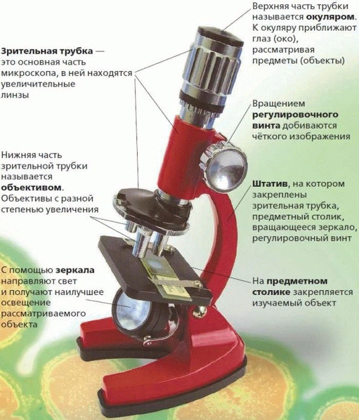 Что увеличивает изображение в микроскопе