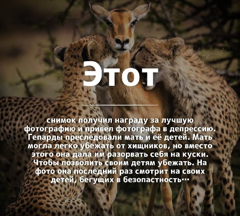 Антилопа-мать пожертвовала собой ради детёнышей. Объясняем, почему эта популярная история — фейк и враньё2