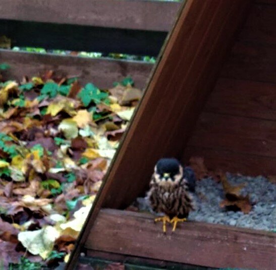 Маленький птенчик. Работа Татьяны Федуловой.